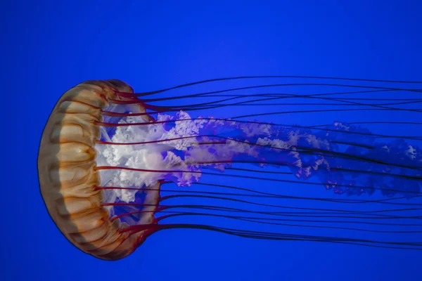 在多伦多水族馆的壮观水母 免版税图库照片