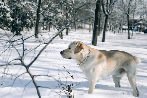 Labrador Retriever Gra Głębokim Śniegu Parku Pies Dobrze Się Bawi — Zdjęcie stockowe