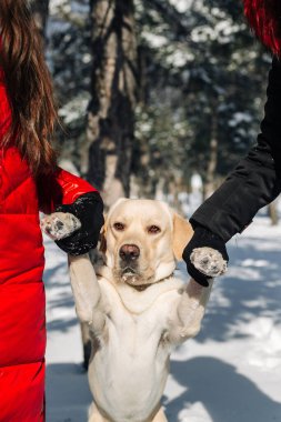 Labrador Retriver, güneşli bir günde sahipleriyle karlı kış parkında eğleniyor. Bir köpek oynar ve arka ayakları üzerinde durur. Arkadaşlık ve neşe kavramı