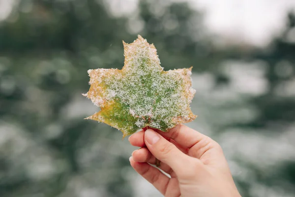 Close Uma Folha Bordo Verde Amarelo Coberto Com Neve Mão — Fotografia de Stock