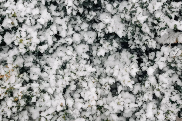 Zöld Bokrok Borított Fehér Egy Téli Fagyos Parkban Kerti Ágy — Stock Fotó