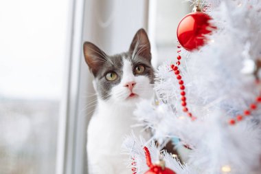 Gri beyaz kürklü genç kedi kırmızı toplar, oyuncaklar ve çelenklerle süslenmiş köknar ağacının yanında oturuyor. Kitty Noel ağacıyla ilgileniyor. Evcil hayvanlar ve ev hayvanları ilginç bir kavram.