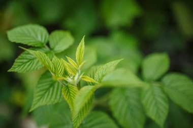 Yeşil yapraklar arka plan. Bir ton fotoğraf yerleştirir. Doğa modeli konsepti. Kopyalama alanı, metin için yer