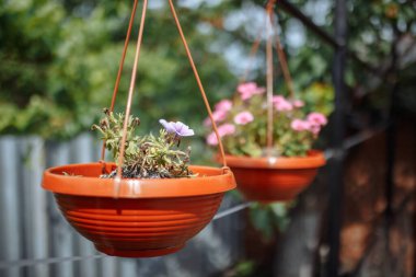 Bahçedeki bir tencerede asılı çiçekler. Ev bahçesindeki seradaki çiçeklerin yakın plan görüntüsü. Ev bahçesi ve botanik konsepti