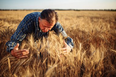 Çiftçi tarlanın ortasında sarı buğday başaklarının etrafını sarıyor. Bir adam hasat sırasında tarlada çalışmaktan zevk alır. Yeni hasat mevsimi konsepti