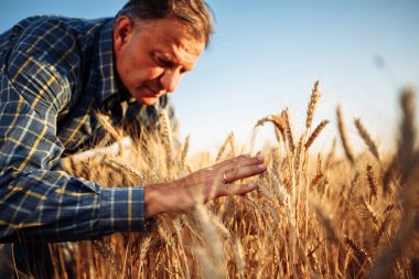 Bir çiftçi buğday tarlasının ortasındaki yeni tahıl mahsulünün kalitesini inceliyor. Güneşli bir günde altın buğday başakları etrafında duran bir erkek. Sarı buğday başakları
