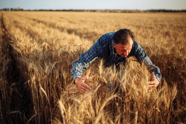 Çiftçi tarlanın ortasında sarı buğday başaklarının etrafını sarıyor. Bir adam hasat sırasında tarlada çalışmaktan zevk alır. Yeni hasat mevsimi konsepti