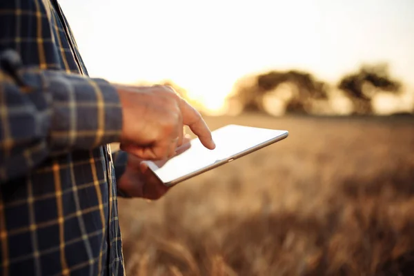Tablet in the hands of a farmer at the golden wheat field. Spikelets of ripe grains on summer sunset. Man checks the progress of new harvest and examines statistics. New agricultural season concept