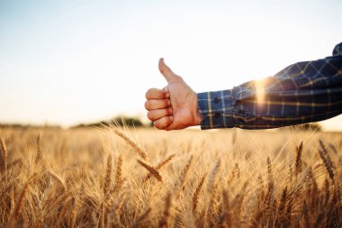 Altın buğday tarlasında işaret veren bir çiftçinin eli. İşaret, iyi mahsul sezonu ve verimli hasat anlamına geliyor. Tarım ve ticaret mevsimi