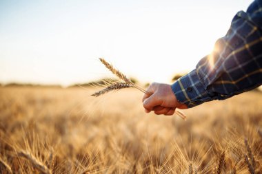 Altın buğday tarlasında bir çiftçinin eline birkaç dikenle yakın çekim. İşçi palmiyesinde üç başak buğday, iyi mahsul mevsimi ve verimli hasat demektir. Tarım ve ticaret mevsimi