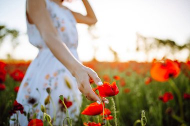 Sahadaki kırmızı gelincik çiçeklerine dokunan genç bir kadının yakın çekimi. Beyaz elbiseli kız çayırdaki gelinciklere dokunuyor. Bahar ve özgürlük atmosferi ve atmosferi