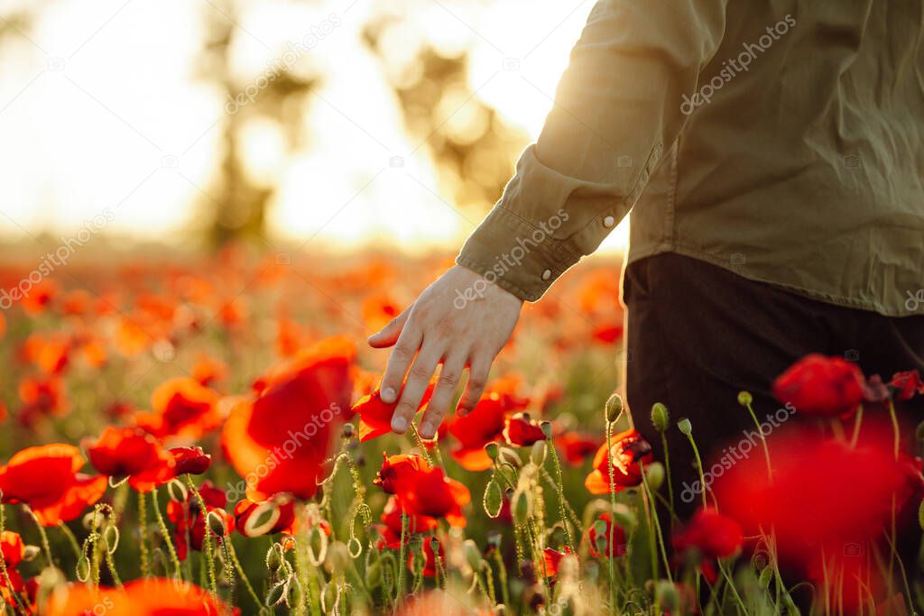 Close up of a man's hand touching the red poppy flowers on sunset. Male walking at the field among red sping flowers. Freedom and farmer concept