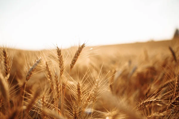 Zlaté Pšeničné Hroty Při Západu Slunce Zralé Obilné Pole Jasného — Stock fotografie