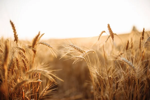 Gouden Oren Van Tarwe Zwaaien Wind Het Veld Rijp Spikelets — Stockfoto