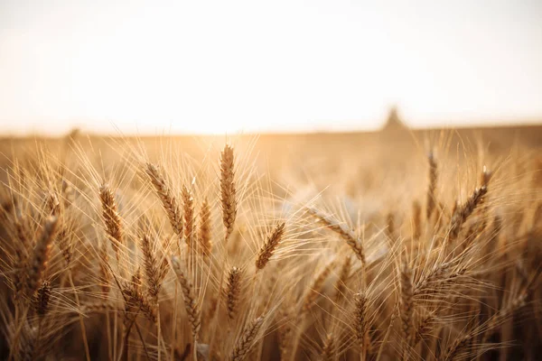 Detailní Záběr Zralých Pšeničných Hřeby Poli Uši Pšenice Jasného Slunečného — Stock fotografie
