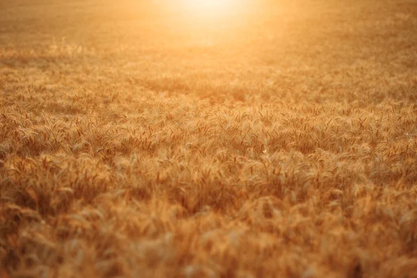 Golden Wheat Field Background Sunset Ripe Spikelets Wheat Harvest Farming — Stock Photo, Image