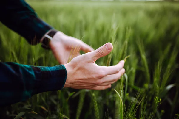 手里拿着麦穗 那个人拿着小麦 绿麦田春天的风景 夏初农民的手触摸成熟的麦穗 — 图库照片