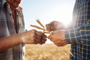 İki çiftçi altın buğday tarlasında mahsulü inceliyor. Ellerinde olgun buğday dikenleri olan iki adam. Buğdaylı yakın çekim. Hasat, buğday, tarla, tahıl, ekmek