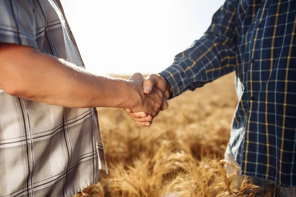 Farmers handshake with wheat field in harvest time on background. Two men stand in the middle of the field and shake hands. Male handshake of two farmers