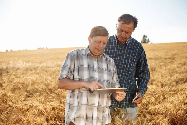 Two farmers stand with a tablet in their hands in a field with wheat against the backdrop of beautiful sunset. Rich harvest concept. Rural scenery under shining sunlight. Farmer examining wheat crop