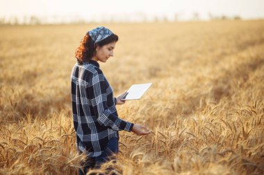 Olgun bir buğday tarlasında elinde tabletle çiftçi kız. Zengin hasat konsepti. Akıllı tarım ve dijital tarım. Bir kadın tarım uzmanı tarladaki mahsulü kontrol ediyor.