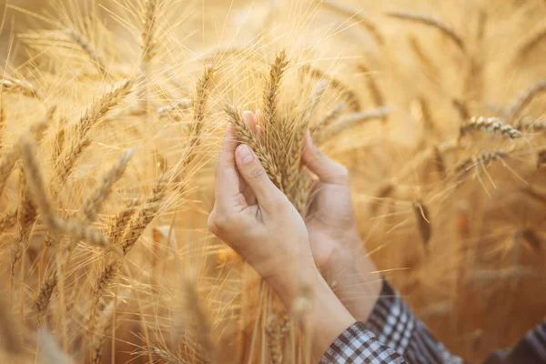 A close-up shot of a girl holding ears of ripe wheat in her hands. Photo of a girl with wheat in her hands. The farmer checks the wheat grains. Beautiful nature sunset landscape