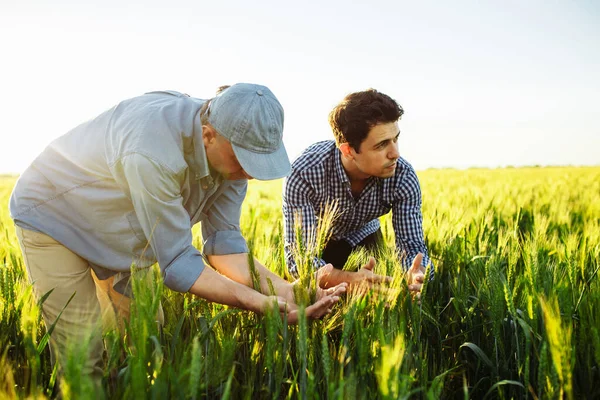 Двоє Фермерів Перевіряють Якість Нових Колосків Пшениці Планують Час Збору — стокове фото