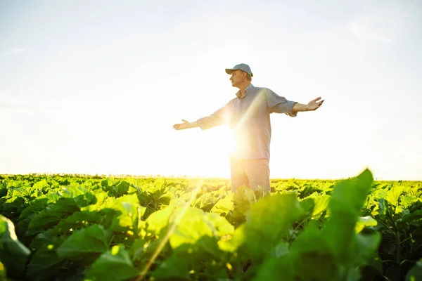 Jordbrukaren Nöjd Med Den Växande Grödan Solrosor Och Förutspår Bra — Stockfoto