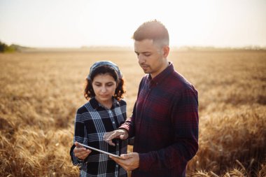 Bir erkek ve bir kadın çiftçi buğday hasadını kontrol ediyor. Olgun bir buğday tarlasının ortasında gün batımında elinde bir tabletle duran iki tarım uzmanı. Akıllı tarım kavramı, internet.