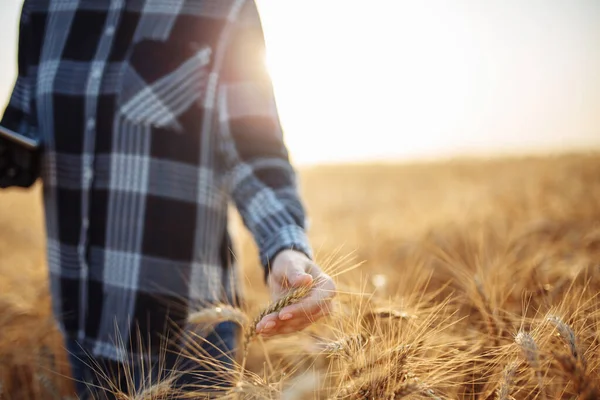 在日落时 一名女农民在靠近时被射中 她正在触摸麦穗 女农业工人在收割前检查小麦的质量 农业和膳食概念 — 图库照片