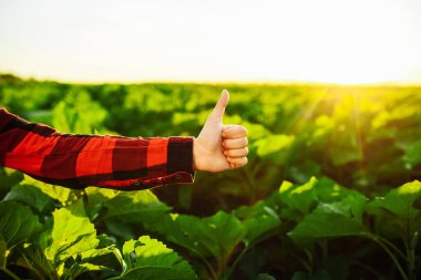Kadının çiftçi eli yeşil ayçiçeği tarlasında baş parmağını gösteriyor. İyi yeni sezon mahsulü, işaret konsepti gibi.