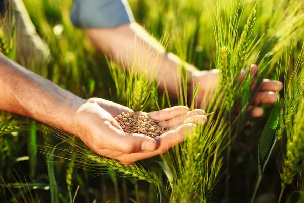 Farmářovy Ruce Agronom Kontroluje Porovnává Zralou Pšenici Mladou Pšenicí Koncept — Stock fotografie