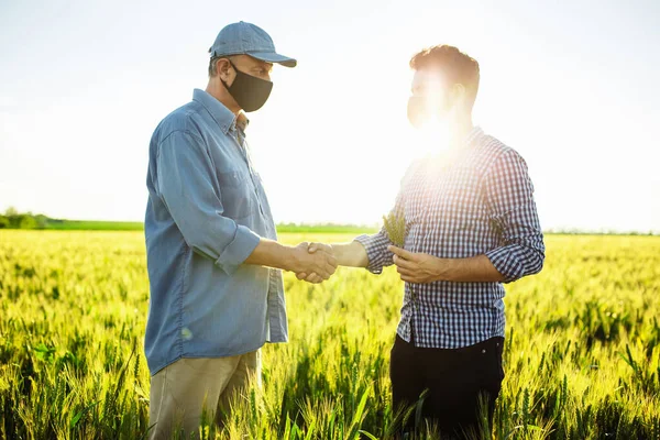 農家や農学者は 緑の小麦畑の後に手を振る 熟した収穫 春の風景 — ストック写真