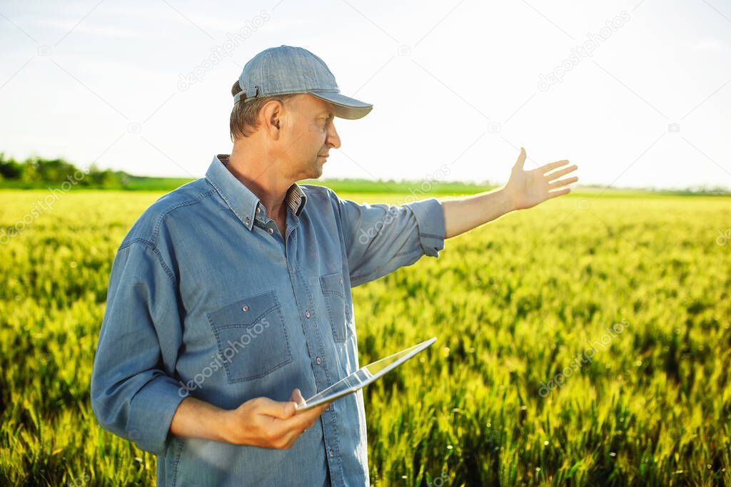 A farmer with a tablet in his hands stands in a field of green wheat and examines the seeds