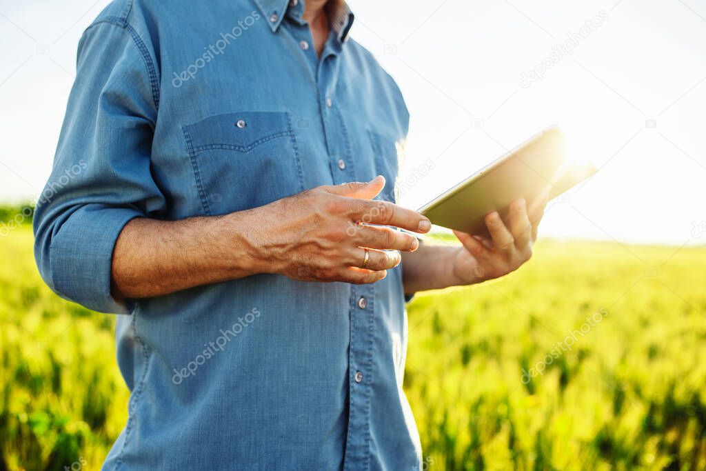 Close-up shot of a farmer with a tablet in his hands. Technologies in farming. Green wheat field. Smart farm. Ripe harvest. Sunset. Spring landscape