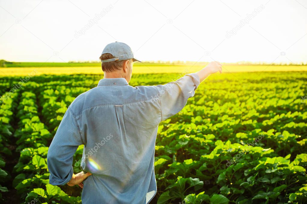 The farmer inspects his fields. Green field with sunflowers.The concept of agriculture