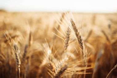 Gün batımında arka planda altın olgunluktaki buğday dikenlerinin yakın plan çekimi. Güneşli bir gün