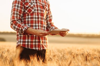 Bir çiftçi altın buğday tarlasında bir tablet tutuyor. Tarım uzmanı mahsulü kontrol ediyor. Olgun hasat konsepti. Gün batımı sıcak gün ışığı. Akıllı tarım, internet, teknoloji