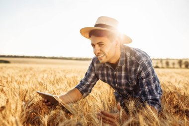 Hasır şapkalı genç bir çiftçinin portresi olgunlaşmış buğday tarlasında elinde tabletle duruyor. Beyaz adam tarım için ekinlerin kalitesini ve büyümesini kontrol ediyor. Erkek elinde buğday kulağı tutuyor.