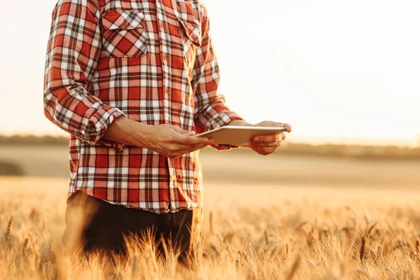 Bir çiftçi altın buğday tarlasında bir tablet tutuyor. Tarım uzmanı mahsulü kontrol ediyor. Olgun hasat konsepti. Gün batımı sıcak gün ışığı. Akıllı tarım, internet, teknoloji