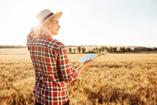 黄金の小麦の分野で彼の手にタブレット付きのわらの帽子の若い農家 — ストック写真