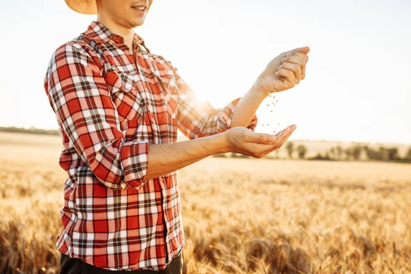 一位男性农民或农学家正在他的手中倒麦粒 成熟的收获概念 夕阳西下夏天的风景粮食质量检查 — 图库照片