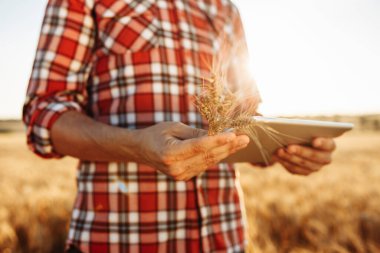 Elinde tablet ve buğday kulağı tutan bir çiftçinin yakın plan fotoğrafı. Buğdaylı tarımcı elleri. Olgun hasat konsepti. Gün batımı sıcak gün ışığı. Akıllı tarım, internet, teknoloji