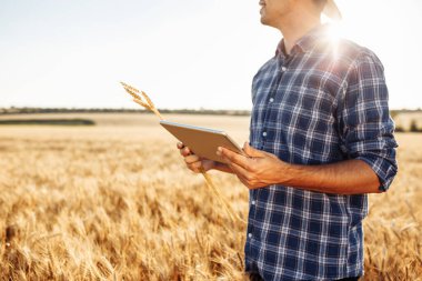Ekose gömlekli bir çiftçi olgun bir buğday tarlasının ortasında buğday dikenlerini inceliyor. Elinde bir tablet ve ellerinde buğday dikenleriyle Agronomist.