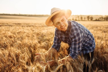 Hasır şapkalı genç çiftçi ya da tarımcı olgunlaşmış bir buğday tarlasının ortasında dikenleri kontrol ediyor.