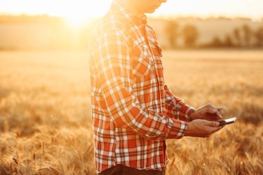 Ekose gömlekli bir çiftçi, elinde akıllı telefon olan olgun buğdaylı bir tarlanın ortasında duruyor. Tarım uzmanı mahsulün kalitesini kontrol ediyor. Tarlada gün batımına karşı duran bir adam