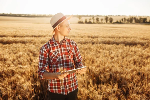 彼の手にタブレットを持つ若い農家は小麦の品質をチェックします 熟した小麦畑の真ん中にあるわらの帽子の農学者 日没の光 夏の風景 — ストック写真
