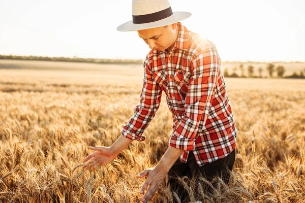 若い農夫が畑の真ん中で熟した小麦の耳に頭を下げた 農学者は彼の作物をチェックする 再生されたシャツと藁帽子の若い男 — ストック写真