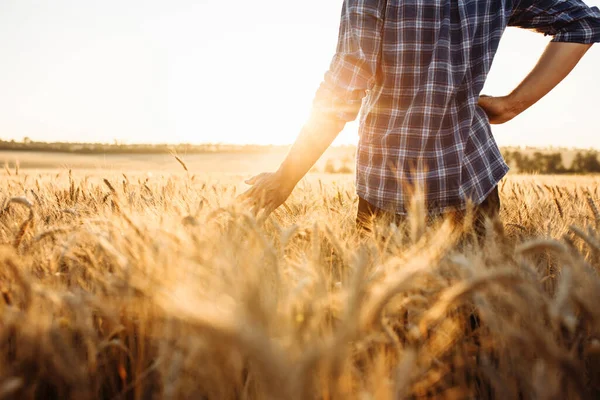 一个农民或农艺师在田野中走过的特写镜头 他的手碰到了成熟的金黄色小麦小穗 成熟的收获概念 美丽温暖的夕阳夏夜 — 图库照片