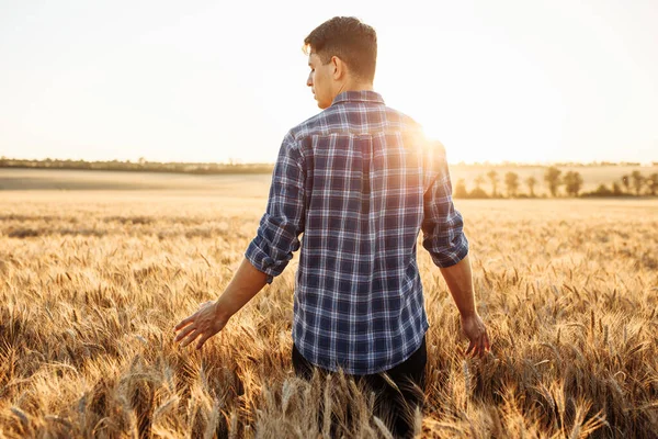 一个年轻的农民或农学家 拿着成熟的小麦穿过田野 把手放在小穗上 在日落的背景下 一个穿着格子呢衬衫站在田野中央的男人 — 图库照片